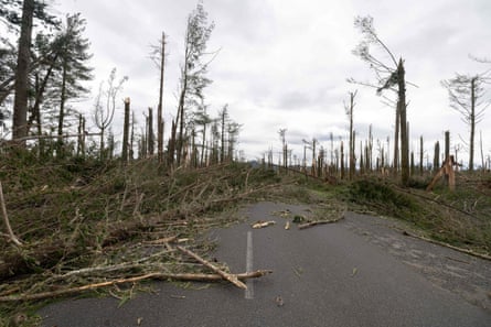 Trees damaged by gale-force winds at a commercial pine forest in Tongariro.