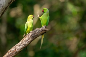 Social distance, please! Kaudulla national park, Sri Lanka