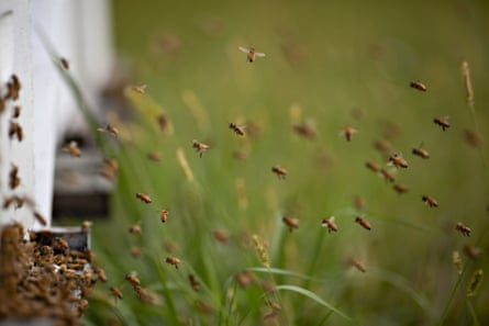 Buckfast honey bees fly near a beehive in Marengo, Illinois.
