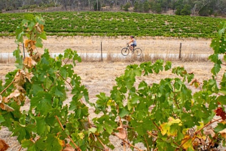 A wide shot of a cyclist riding along a track in a vineyard