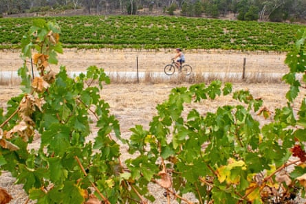 Un plan large d'un cycliste roulant le long d'une piste dans un vignoble