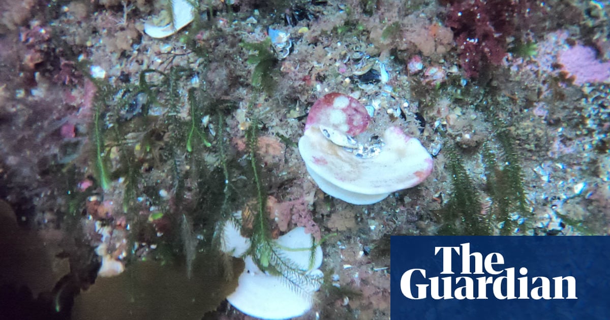 뉴질랜드 해역에서 처음으로 표백된 해면체 발견