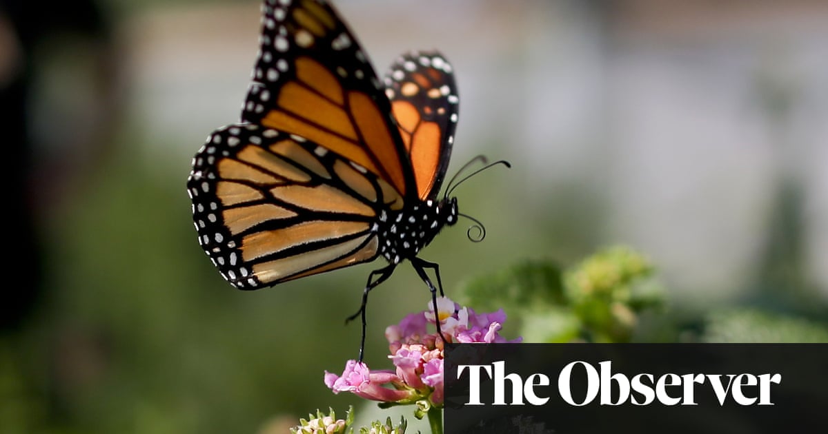 Fear In Mexico As Twin Deaths Expose Threat To Monarch Butterflies