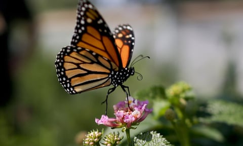 The monarch butterfly weighs just half a gram but flies 3,000 miles south each year to winter in central Mexico.