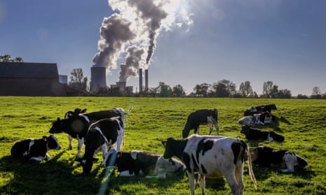 Cows gather near the coal-fired power station in Niederaussem, Germany,