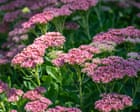 I Sedum: Piante Perenni Facili da Coltivare e Ricche di Benefici per i Giardini