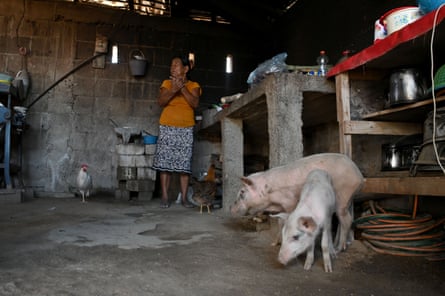 A woman stands next to a chicken and two pigs in what appears to be a kitchen