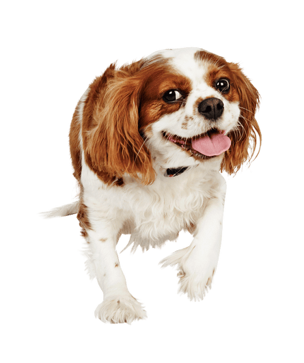 Brown and white Cavalier King Charles spaniel