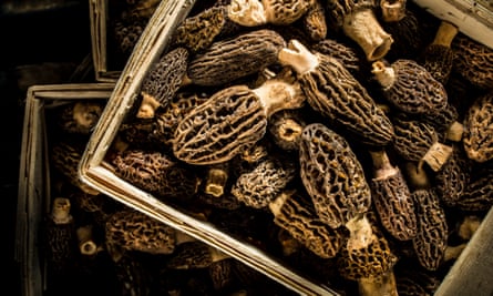 Boxes of morel mushrooms.