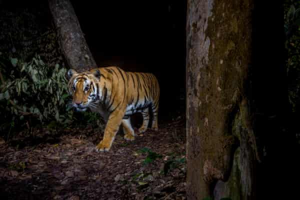 A tiger in Bardia national park, Nepal.