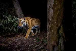 Um tigre no parque nacional de Bardia, no Nepal.