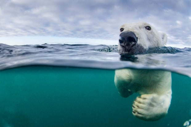 An underwater view of a polar bear (<em>Ursus maritimus</em>) swimming near Harbour Islands in Hudson Bay.