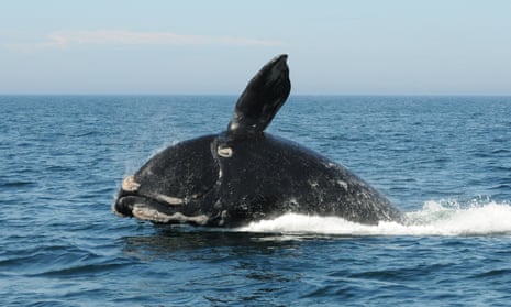 A North Atlantic right whale feeds on the surface of Cape Cod bay off the coast of Plymouth, Massachusetts. Fewer than 250 mature individuals remain in a population of roughly 400.