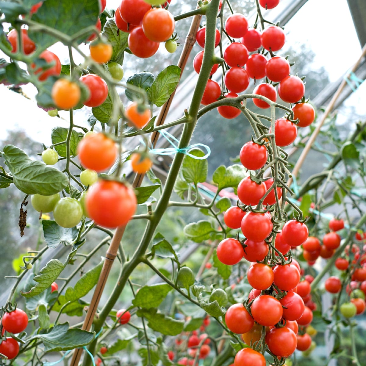 cherry tomato