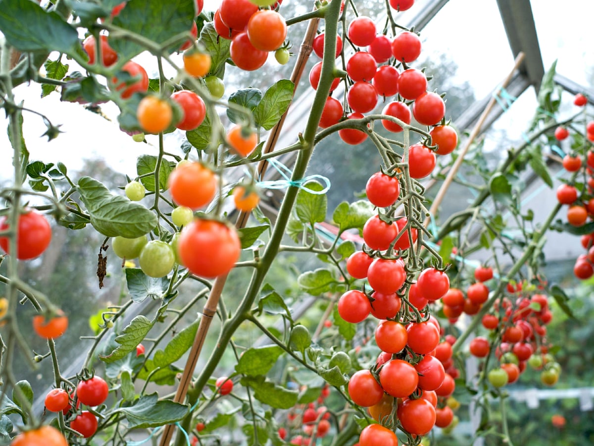 Gardening with Tom Wagner's Unique Tomato Varieties - Gardeners Share Experiences and Images!
