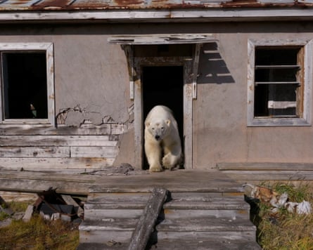A polar bear in an abandoned Soviet-era research station on Kolyuchin Island in the Chukchi Sea, in September 2025.