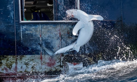 A shark is hauled into the hold of a longliner.