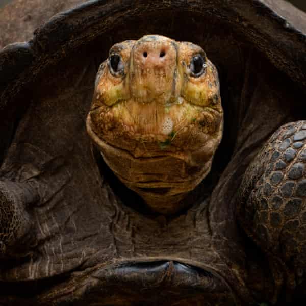 Гигантска костенурка