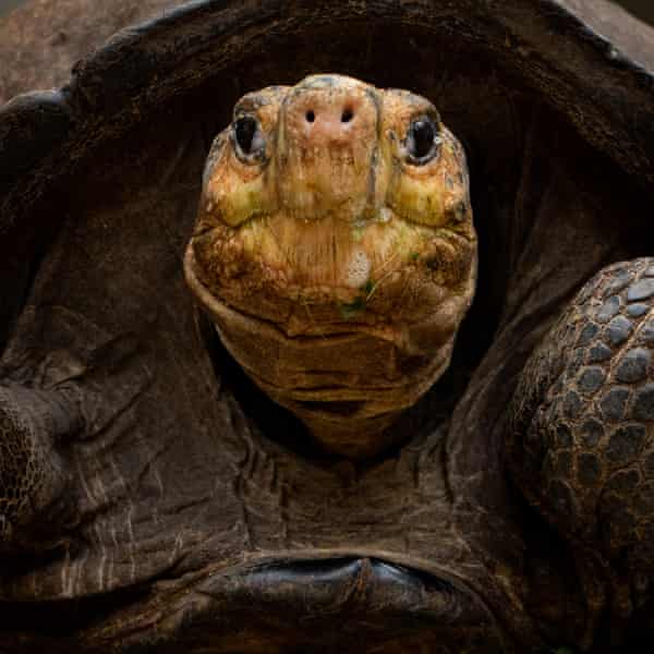 A giant tortoise