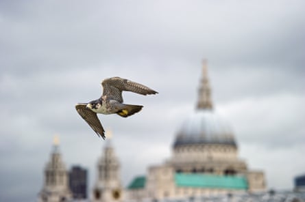 A peregrine falcon in flight near St Paul’s Cathedral.