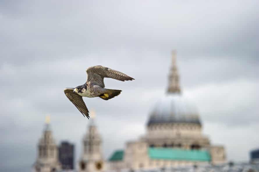 A peregrine falcon in flight near St Paul's Cathedral.