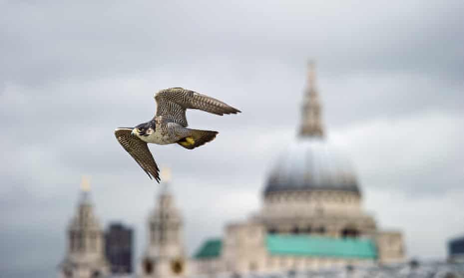 A peregrine falcon flies past St Paul’s cathedral, London.