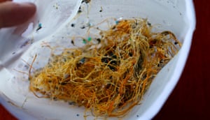 ‘Codends’ filled with plastic particles after trawling the Great Pacific Garbage Patch for one hour