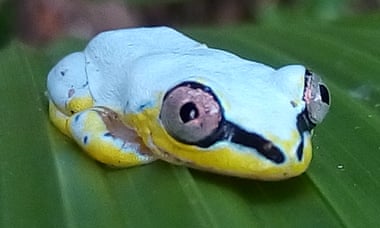 The endemic white frog is among the species that are threatened by the arrival of the Asian rival.