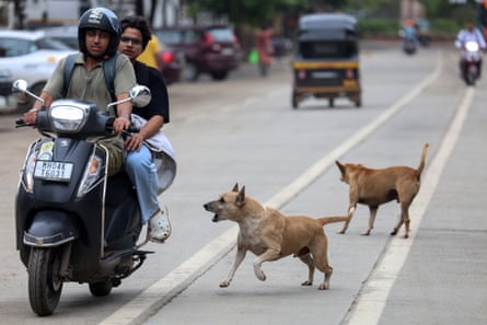 Dogs bark at people on a moped in Mumbai
