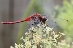 White-faced meadowhawk dragonfly