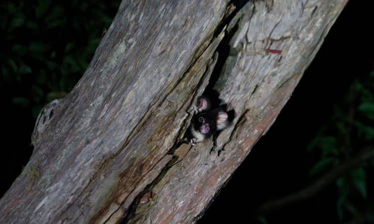 Environment summit taking place in Sydney while greater glider habitat is logged is ‘bullshit’, advocates say An endangered greater glider pokes its head out of its den in Bulga state forest. Photograph: Dean Sewell/Oculi Photos/The Guardian