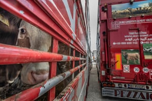 Gallery 2: third place | A cow inside a transport truck (Turkish-Bulgarian border)