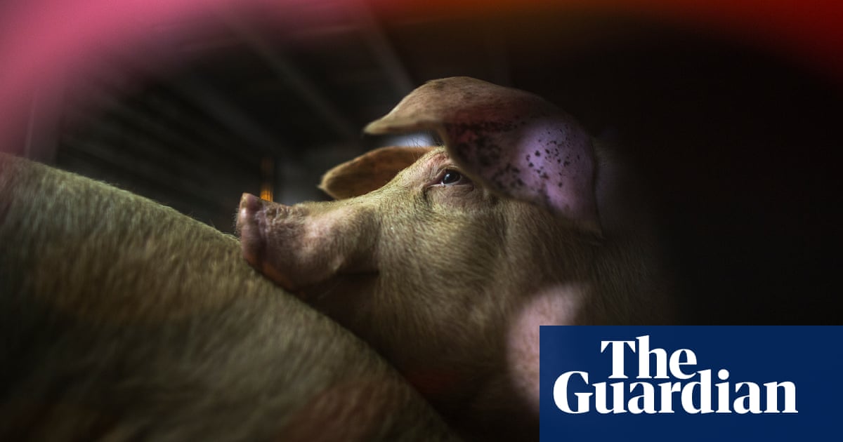 More than 20 million farm animals die on way to abattoir in US every year |  Animal welfare | The Guardian