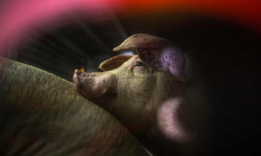 A piglet in a slaughterhouse in Vernon, California.