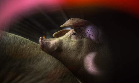 Pigs are seen inside trucks as they are transported to a slaughterhouse