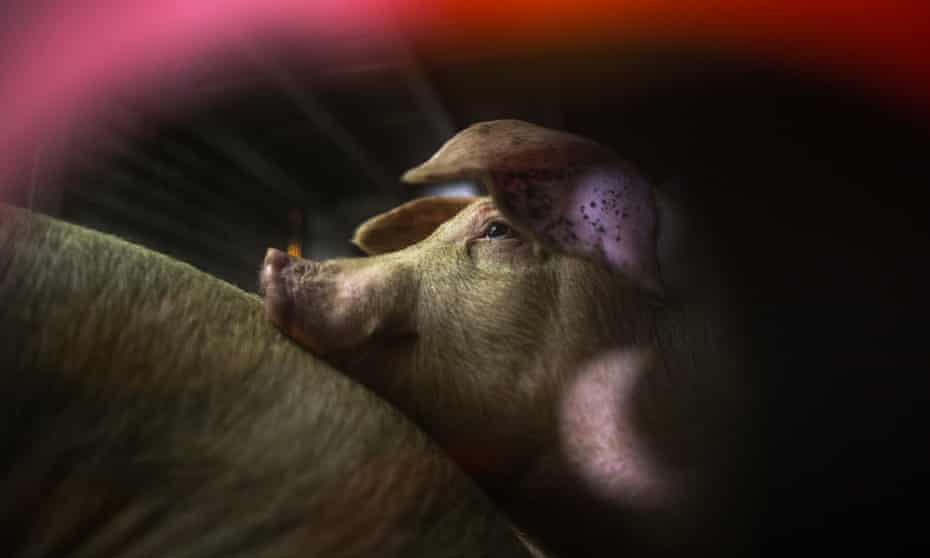 Pigs are seen inside trucks as they are transported to a slaughterhouse