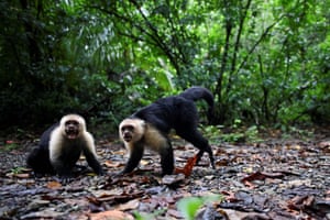 Dois capuchinhos de cara branca. Hoje, Gorgona é um parque natural nacional de cascalho preto, recifes coloridos, selva densa e fauna exuberante onde os turistas chegam para visitar o parque e mergulhar