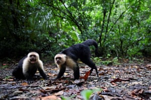 Two white-faced capuchin. Today, Gorgona is a national natural park of black gravel, colourful reefs, thick jungle and exuberant fauna where tourists arrive to visit the park and dive