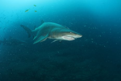 South Australia’s shark sightings log shows 195 reports so far in 2025 compared with 313 in the whole of 2024.