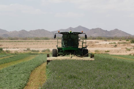 A worker on the Gila River Farm practices using an alfalfa harvester. 