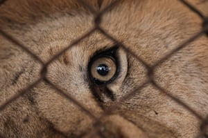 Closeup of a lion's eye looking through a wire fence