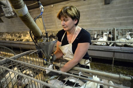 Ghislaine Lalanne force-feeds ducks at her farm in Caupenne, south-western France.