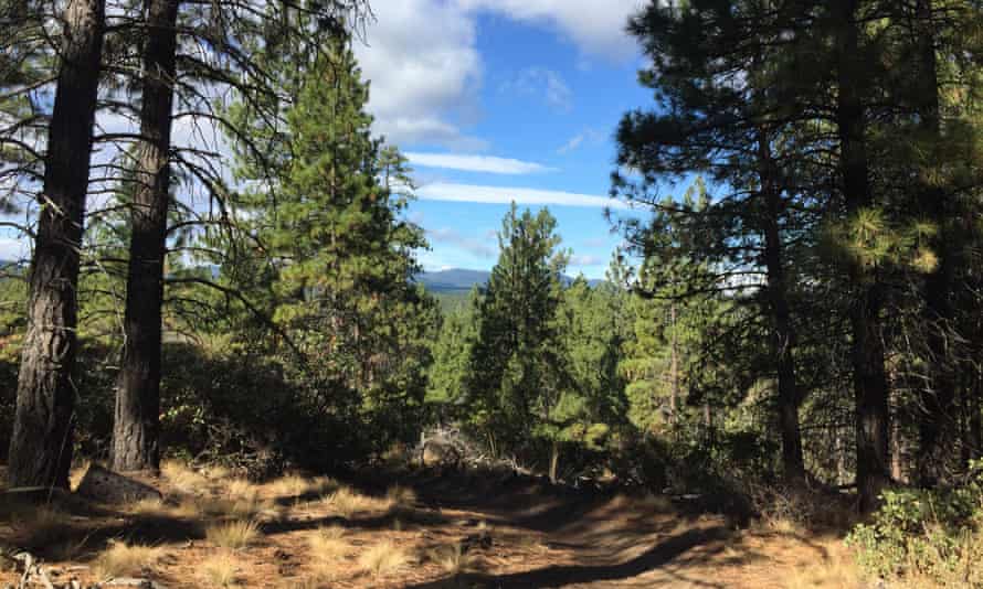 View of the KGB Trail mountain biking trail near Bend, Oregon, US
