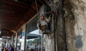 Monkeys hang from cables on a street in front of Prang Sam Yod temple amid declining tourism in Lopburi, Thailand.