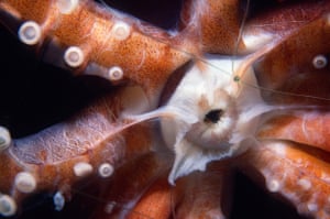 Close up of a squid’s mouth