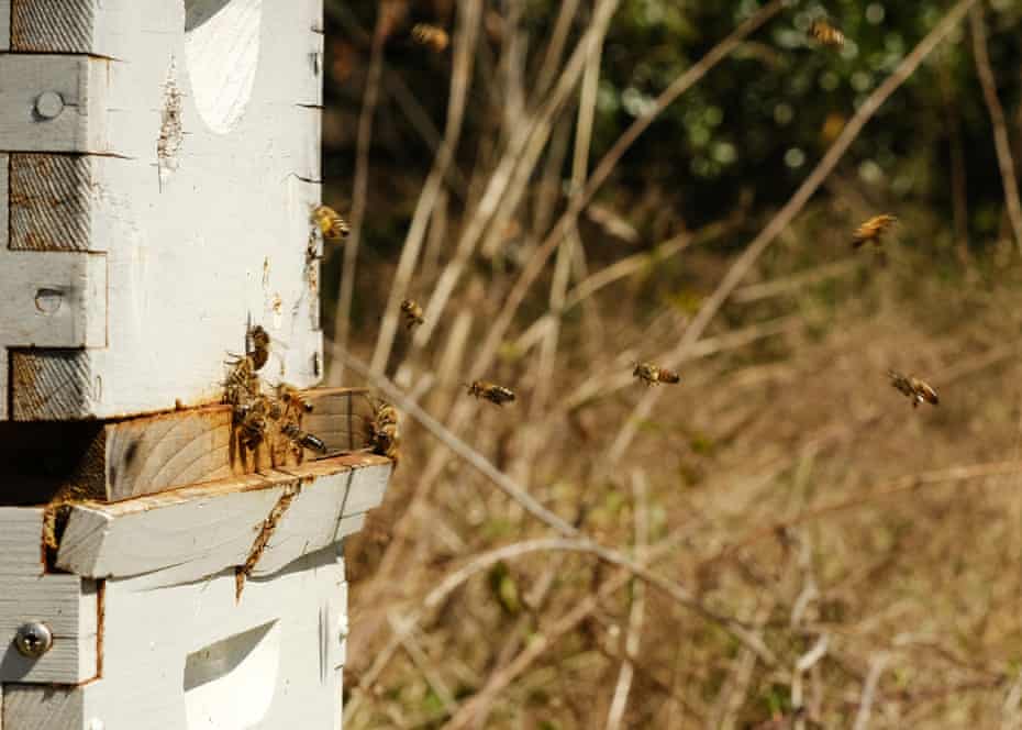 Atlanta is home to America’s biggest food forest which also offers composting, beekeeping and bat boxes.