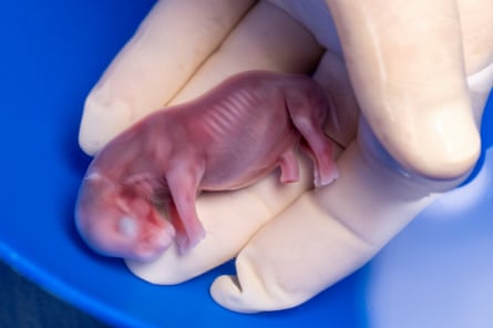 A rhinoceros embryo in the palm of a hand wearing a surgical glove