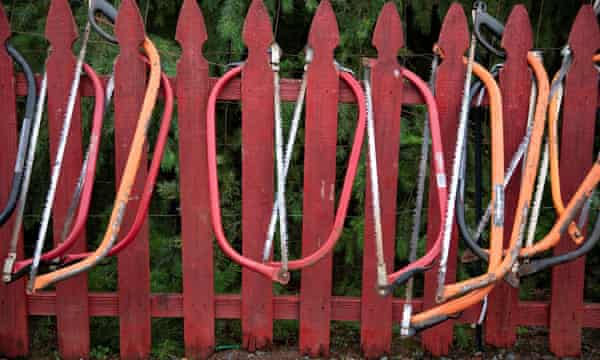 Hand saws at a tree farm in Salem, Oregon.