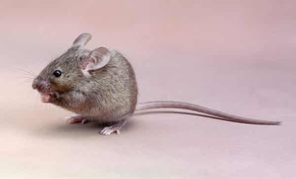 Gros plan d'une souris domestique (Mus musculus)