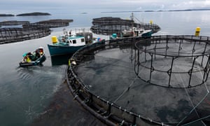 Salmon farm workers position their boats, in New Brunswick, Canada